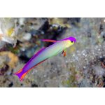Nemateleotris decora – Hledejceny.cz
