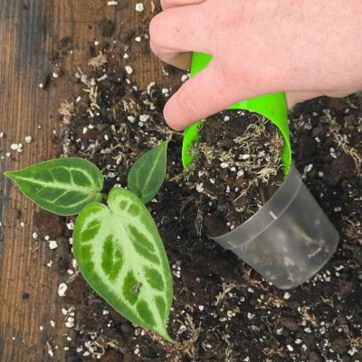 Mix č. 6 Pro mini rostlinky – Zboží Dáma