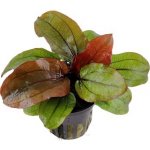 Echinodorus reni – Zboží Dáma Echinodorus reni – Zboží Dáma