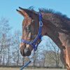 Ohlávky a vodítka pro koně BUSSE Ohlávka hříběcí Fohlen royal modrá