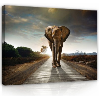 Postershop Obraz na plátně: Slon (4) - 80x60 cm – Zboží Mobilmania
