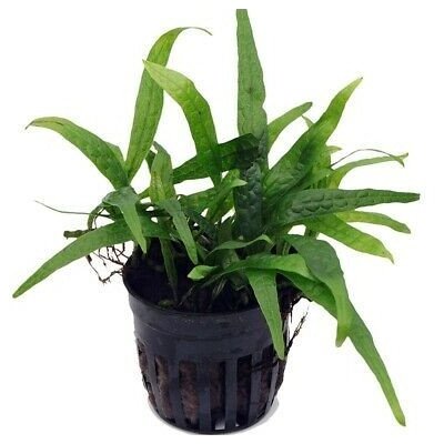 Microsorium Philippine Mini – Zboží Dáma Microsorium Philippine Mini – Zboží Dáma