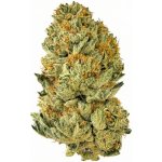 KlonyKonopí CBD Lifter Czech indoor THC do 1% 25 g – Zboží Mobilmania