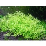 Limnophila sp. Mini Vietnam – Hledejceny.cz