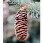 Smrk Wilsonův Picea wilsonii osivo smrku 12 ks – Hledejceny.cz