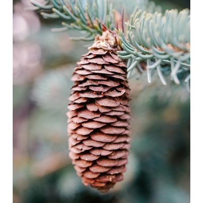 Smrk Wilsonův Picea wilsonii osivo smrku 12 ks – Hledejceny.cz