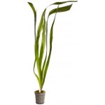 Vallisneria neotropicalis – Hledejceny.cz