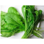 Mibuna Japonský salát Brassica rapa prodej semen 40 ks – Hledejceny.cz