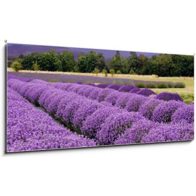 Obraz 1D panorama - 120 x 50 cm - Lavender Farm in Sequim, Washington, USA Lavender farma v Sequim, Washington, USA