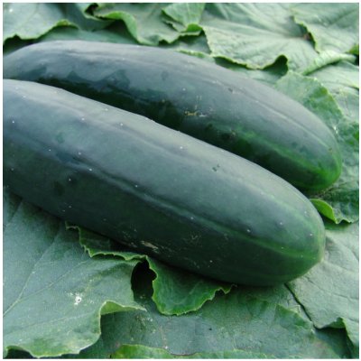 Okurka salátová Obelix F1 - Cucumis sativa - semena okurky - 20 ks – HobbyKompas.cz