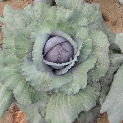 Zelí Rufus - Brassica oleracea - prodej semen - 150 ks