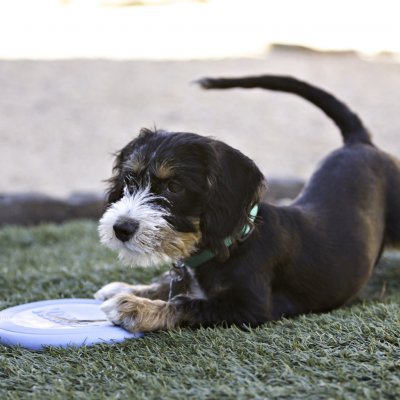 Kong Puppy Flyer létající talíř, frisbee pro štěně – Hledejceny.cz