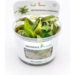 Cryptocoryne x purpurea – Hledejceny.cz