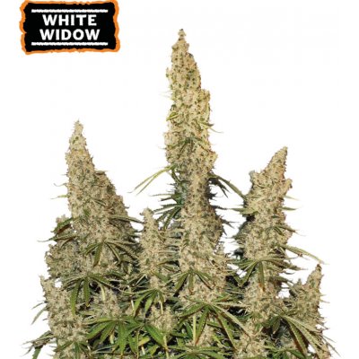 Seedstockers White Widow AUTO semena neobsahují THC 1 ks – Zboží Dáma
