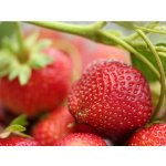 Jahodník 'Albion' 12 ks stáleplodící Sazenice: Frigo sadba "A" standard 12 ks – Sleviste.cz