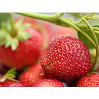 Jahodník 'Albion' 12 ks stáleplodící Sazenice: Frigo sadba "A" standard 12 ks – Sleviste.cz