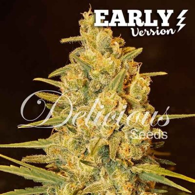 Delicious Seeds Critical Sensi Star Early Version semena neobsahují THC 100 ks – Hledejceny.cz
