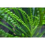 Crinum natans - Křín plovoucí – Sleviste.cz