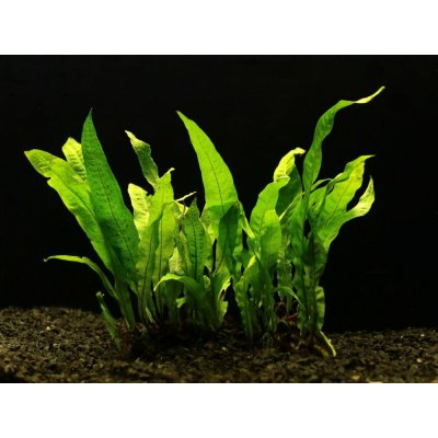 Microsorium pteropus XXL – Zboží Mobilmania