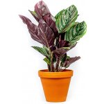 Gardners Calathea Sanderiana (Ornata), průměr 11-12 cm Kalatea – Zboží Dáma