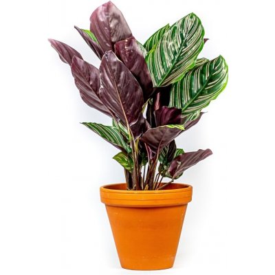 Gardners Calathea Sanderiana (Ornata), průměr 11-12 cm Kalatea – Zboží Dáma