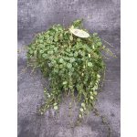 Peperomia Prostrata – Zboží Dáma
