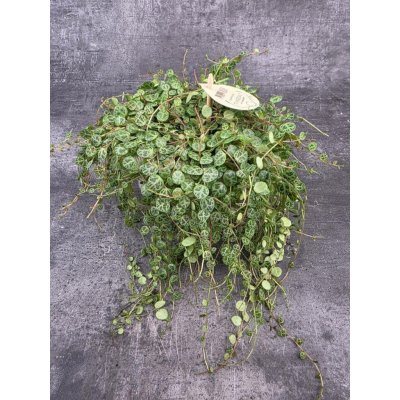 Peperomia Prostrata – Zboží Dáma