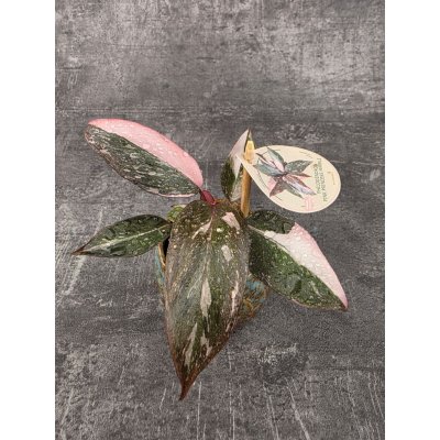 Philodendron Pink Princess marble mini – Hledejceny.cz