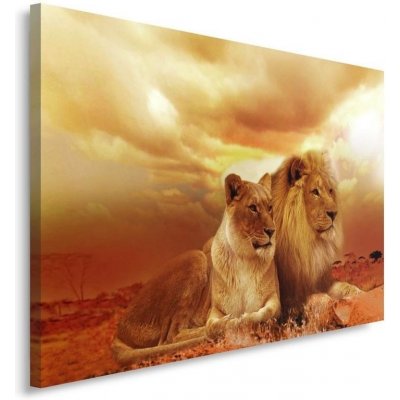 Obraz na plátně, Lvi Zvířata Afrika Brown - 100x70 cm – Zbozi.Blesk.cz