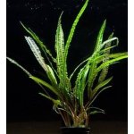 Cryptocoryne retrospiralis - Kryptokoryna šroubovitá – Zboží Dáma