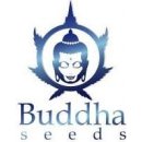 Buddha Seeds Calamity Jane Auto semena neobsahují THC 1 ks