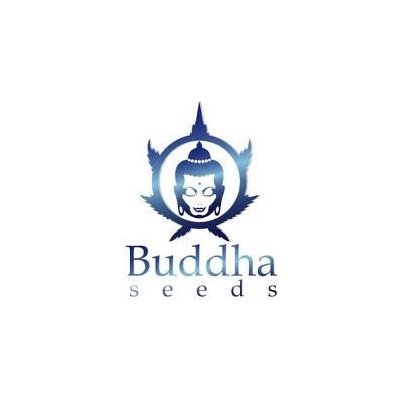 Buddha Seeds Calamity Jane Auto semena neobsahují THC 50 ks