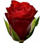 Červená růže SIMPLY RED+ 50 cm (M) – Zboží Dáma