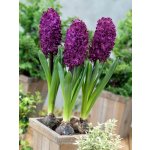 Hyacint 'Woodstock' 3 ks – Sleviste.cz