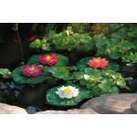 Pontec PondoLily Set 3 - plovoucí lekníny – Sleviste.cz
