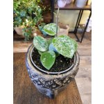 Hoya Mathilde splash mini – Zboží Dáma