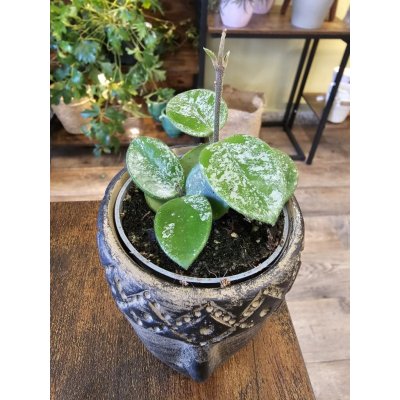 Hoya Mathilde splash mini – Zboží Dáma