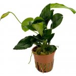 Anubias nana Large – Sleviste.cz