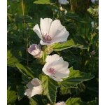 Bylinná lékárna Proskurník lékařský kořen Althae folium 500 g – Zboží Dáma