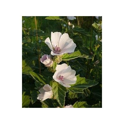 Bylinná lékárna Proskurník lékařský kořen Althae folium 500 g – Zboží Dáma