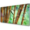 Obraz akrylový obraz Bambus Příroda Rostlina 100x50 cm