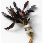 Bucephalandra Kedagang – Zboží Dáma