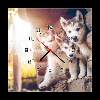 Obraz s hodinami 1D - 50 x 50 cm - group of cute puppy alaskan malamute run on grass garden skupina roztomilé štěně aljašský malamut běží na travnaté zahradě