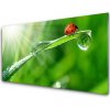 Obraz akrylový obraz Tráva Beruška Příroda 100x50 cm