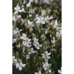 Gaura lindheimeri GRACEFUL WHITE - svíčkovec – Zboží Mobilmania