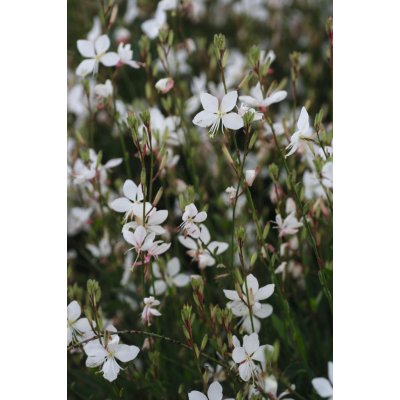 Gaura lindheimeri GRACEFUL WHITE - svíčkovec – Zboží Mobilmania