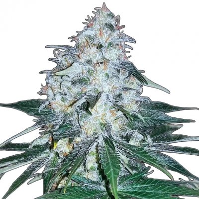 Nuka Seeds Gelato semena neobsahují THC 10 ks – Zbozi.Blesk.cz