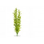 JK rostlina Hygrophila 25-28 cm – Zboží Dáma