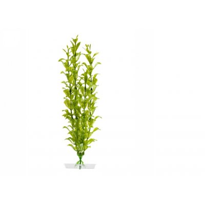 JK rostlina Hygrophila 25-28 cm – Zboží Dáma