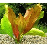 Echinodorus ocelot red - Šípatkovec ocelot red – Zboží Dáma